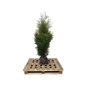 Thuja-occ.-Brabant-160-180-cm-kluit
