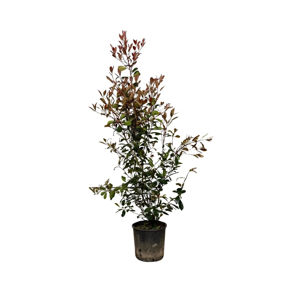 Glansmispel Red Robin kopen? Met groeigarantie! | Haagplantdirect