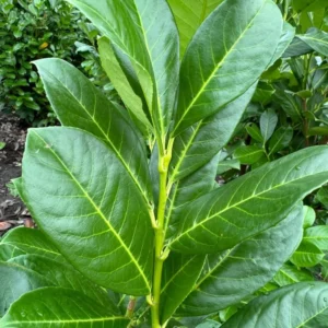 laurier-rotundifolia-blad