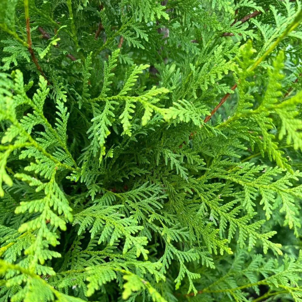 thuja-brabant-blad