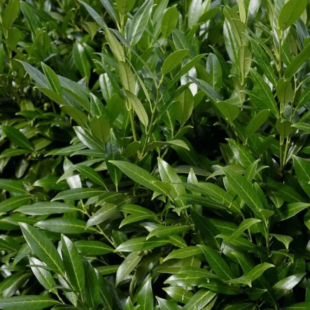 laurier herbergii