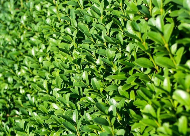 ligustrum ovalifolium haag