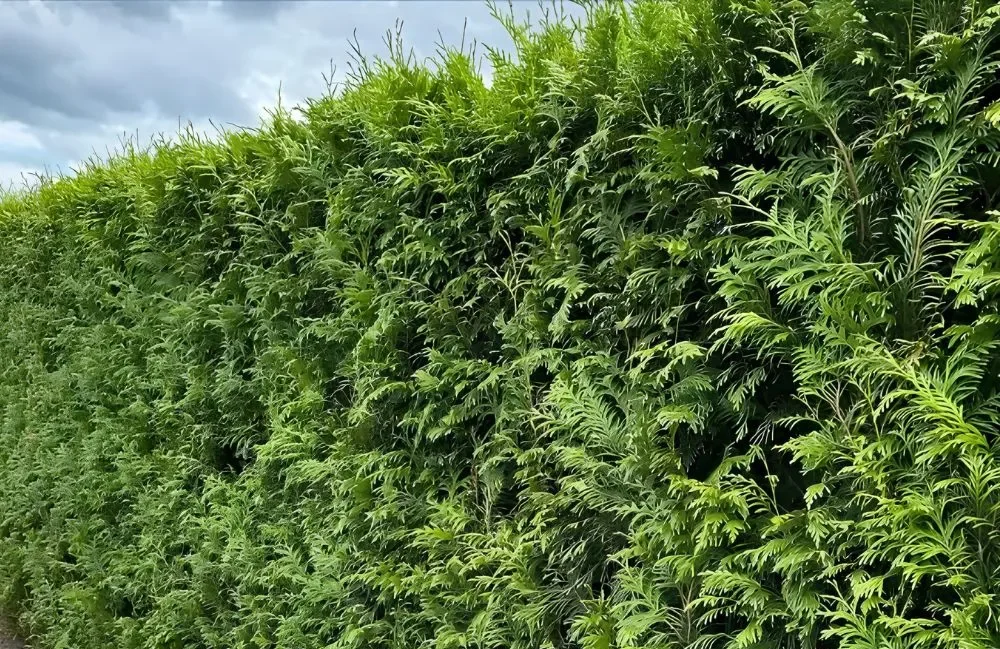 thuja-brabant-haag